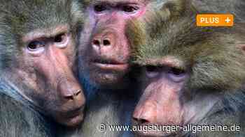 Bei der Kontroverse um die Paviane im Augsburger Zoo verlieren alle Seiten