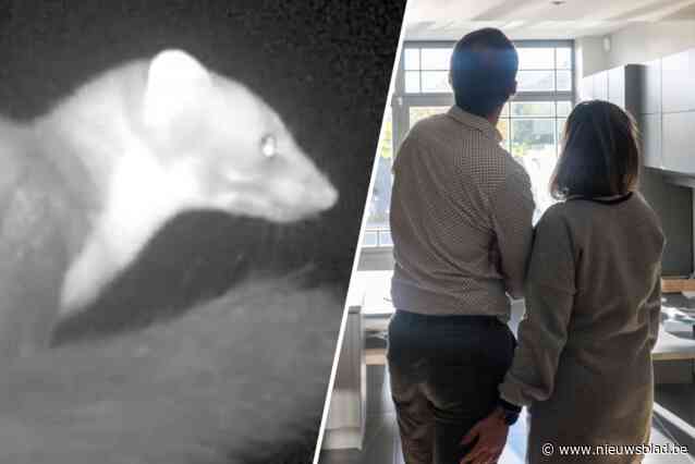 “Dat beest heeft ons al duizenden euro gekost”: gezin ten einde raad door marter die hen al weken terroriseert