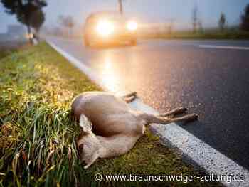 Erschreckend viele Wildunfälle in Wolfsburg: Die Gefahrenstellen