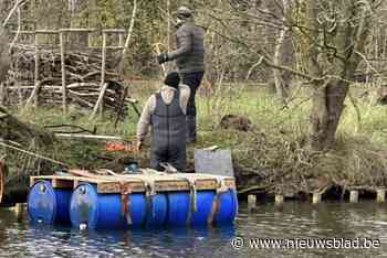 Kolonie aalscholvers teistert populaire visplek