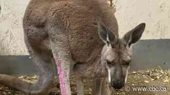 Escaped kangaroo punches police officer in face before Oshawa capture
