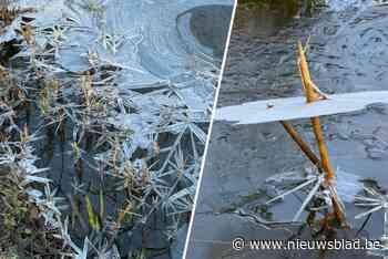 IN BEELD. Opvallend fenomeen: ‘ijsbloemen’ in gracht tussen Wommelgem en Wijnegem