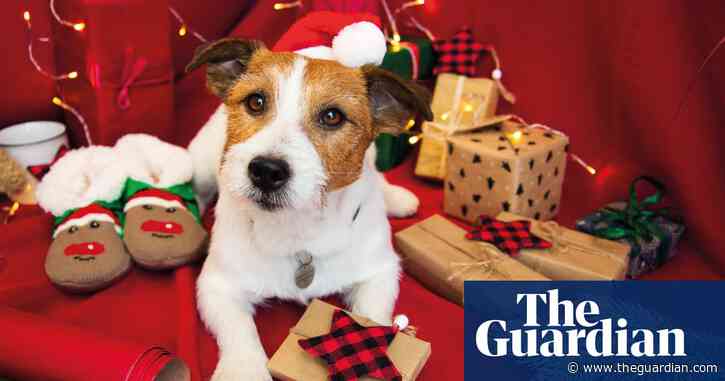 Creature comforts (and joy): why Santa is packing more presents for pets this Christmas