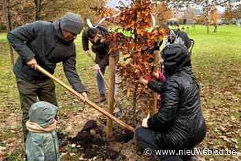 Borsbeeks geboortebos is opnieuw twaalf lindes en twaalf beuken rijker