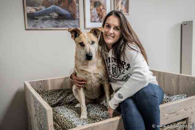 Mélody laat terminaal zieke hond Jenny nu ook ‘schrijven’ met kankerpatiëntjes: “Alles om haar in leven te houden”