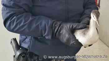 Vermutlich verflogen: Polizei rettet Wildente aus hilfloser Lage