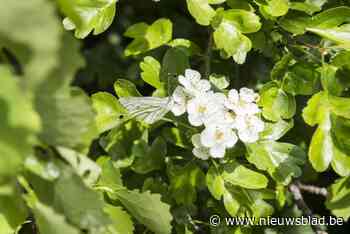 Plantactie Behaag natuurlijk blijft scoren met Schelle op kop