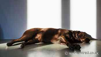 The Race to Find What’s Making America’s Dogs Sick