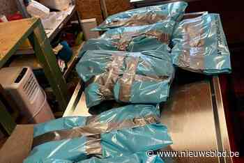 Stad wil uitbating asiel “met spoed” overnemen na uitbraak dodelijke kattenziekte: “Hun doodsstrijd was langer dan nodig”