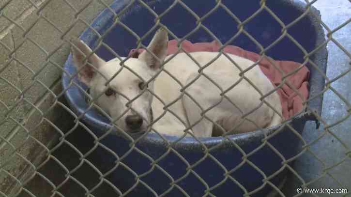 Santa Fe animal shelter helps three dogs in need of critical care