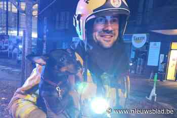 Brandweer redt hond uit met rook gevuld appartement