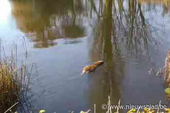 Bever zoekt plekje in vijver Diepvenneke maar overlijdt na aanrijding