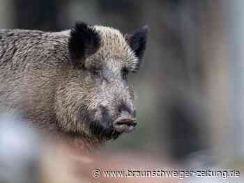 Wildschweine verschrecken in Wolfsburg Anwohner im Wohngebiet