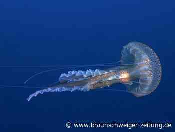 Geisterhaftes Leuchten: Giftquallen überschwemmen Mittelmeer