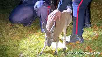 Escaped kangaroo found safe after 3 days on the loose in Ontario