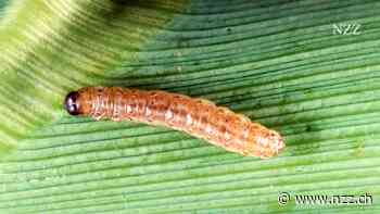 Duftsprache von Pflanzen: Ihren Angstschweiss zu erkennen, spart Pestizide