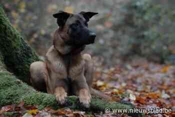 Gefrustreerde asielhond Rex maakt opvallende carrièrewending: “Hij gaat kunnen doen waarvoor hij geboren is”