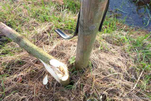Vandalen vernielen acht boompjes
