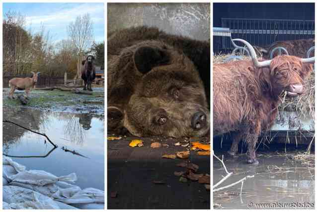 Ondergelopen dierenopvangcentrum timmert snel nieuwe verblijven in elkaar: “Lama’s zitten nu in cafetaria en beer Uli kreeg gezellig nestje”