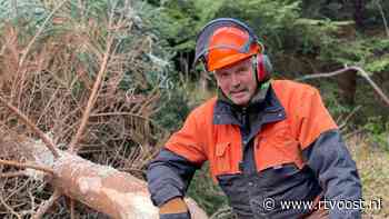 De vaderlandse parlementaire kerstboom komt voor tiende keer uit het Kuinderbos; volgende week in Tweede Kamer