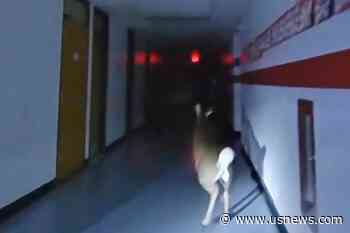 A Deer Broke Into a New Jersey Elementary School. Its Escape Was Caught on Police Bodycams