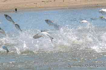 Minnesota, Wisconsin Wildlife Officials Capture 100s of Invasive Carp in Mississippi River
