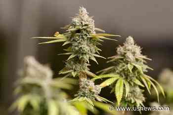 Ohio Republicans Propose Nixing Home Grow, Increasing Taxes in Sweeping Changes to Legal Marijuana
