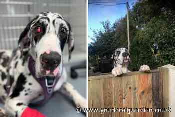 UK's saddest puppy gets lifechanging surgery and happy ending