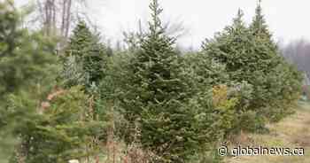 Demand for Christmas trees in Southern Alberta continues to soar