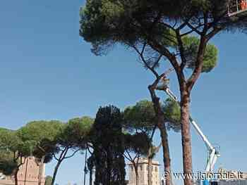 Sgarbi: "Il Comune devasta Roma...". La polemica sui pini abbattuti