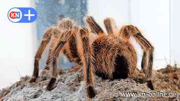 Hannover: Vogelspinnen bereiten dem Tierheim Probleme – ausgesetzt und abgeschoben