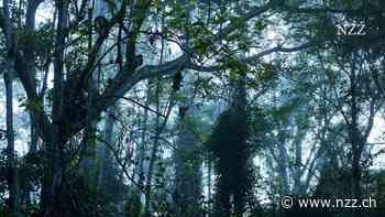 Der Skandal um South Pole bringt den Markt für CO2-Zertifikate in Misskredit – ausgerechnet Rohstoffhändler sind um den guten Ruf besorgt