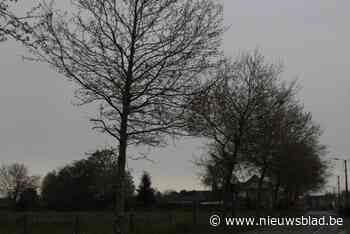 In Hoeselt brandt ‘s nachts de lamp (weer): “Dit is mijn kerst- en nieuwjaarsgeschenk aan de bevolking”