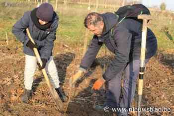 Bollebos in Hoeselt wordt met halve hectare uitgebreid, 180 vrijwilligers steken handje toe