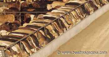 Feedlot trends in management and productivity