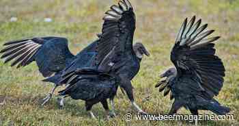 Lawmakers target black vultures