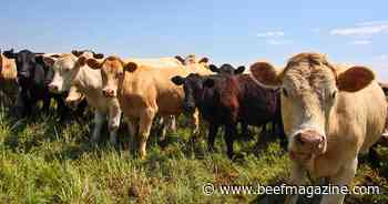 Cow and heifer slaughter indicates continued herd liquidation