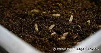 Research looks to transform manure into protein