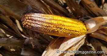 How much vomitoxin is too much for feedlot cattle?