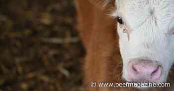 Beef exports bring $721 million to Iowa