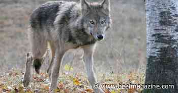 Colorado agencies partner to prevent wildlife, livestock conflict