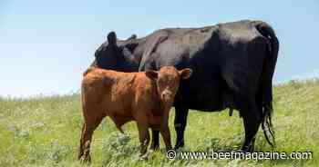 Cow-calf production clinics scheduled