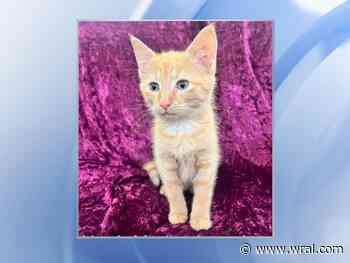 Animal rescue asks public's help finding 2 women after kitten with medical needs goes missing
