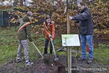 Tamme kastanje voor de kinderen geboren in 2022