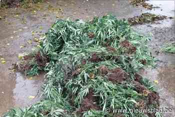 Technische dienst brengt planten van kleine wietplantage naar containerpark om te verwerken tot compost