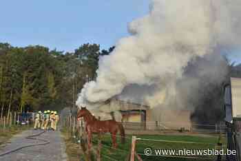 Uitslaande brand vernielt woning in Mol, bewoners en paarden zijn ongedeerd