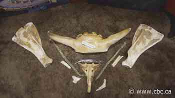 11,000-year-old bison remains now kept at Blackfoot Crossing