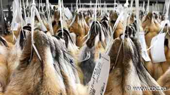 Saskatchewan has 5 active fur farms. Critics say they should be banned