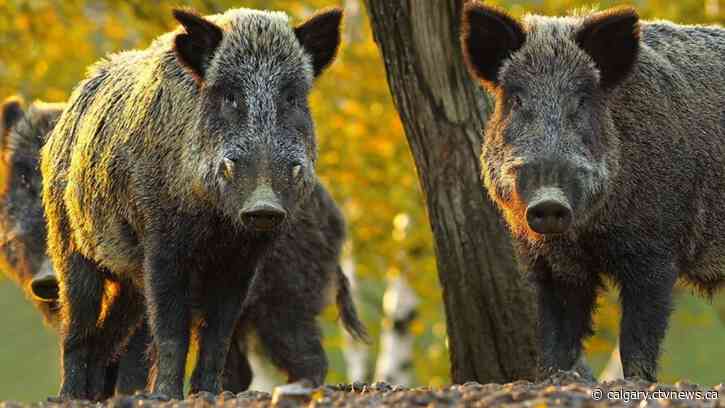 Invasive 'super pigs' encroaching on Alberta's mountain parks, experts warn