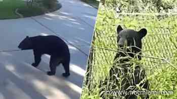 Why are bear encounters increasing in Florida? How to keep your family and pets safe
